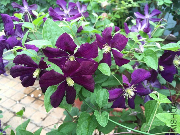 2015��5.4-5.5 031.jpg