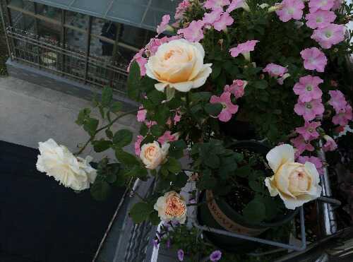 IMG_20151104_063245.jpg