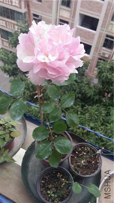 20160305����1.jpg