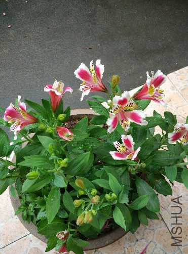 IMG_20150528_061228.jpg