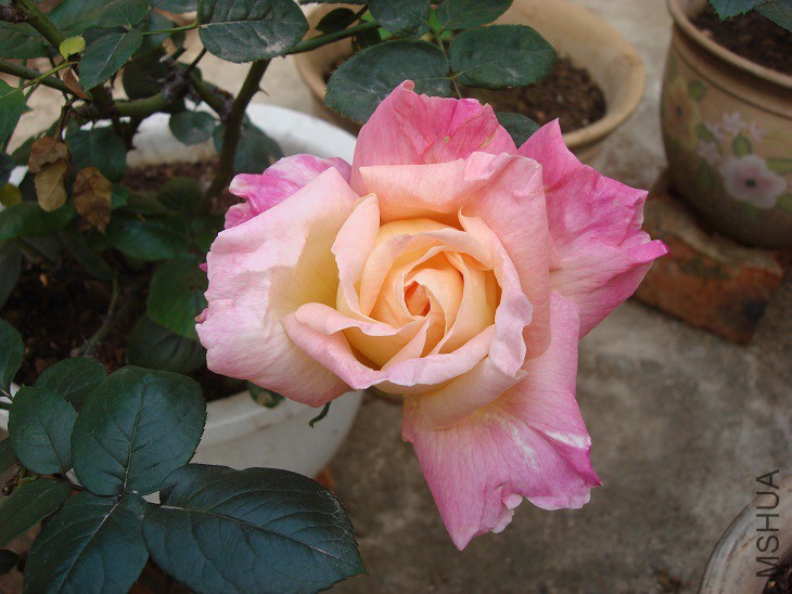 DSC02164 - ����.JPG