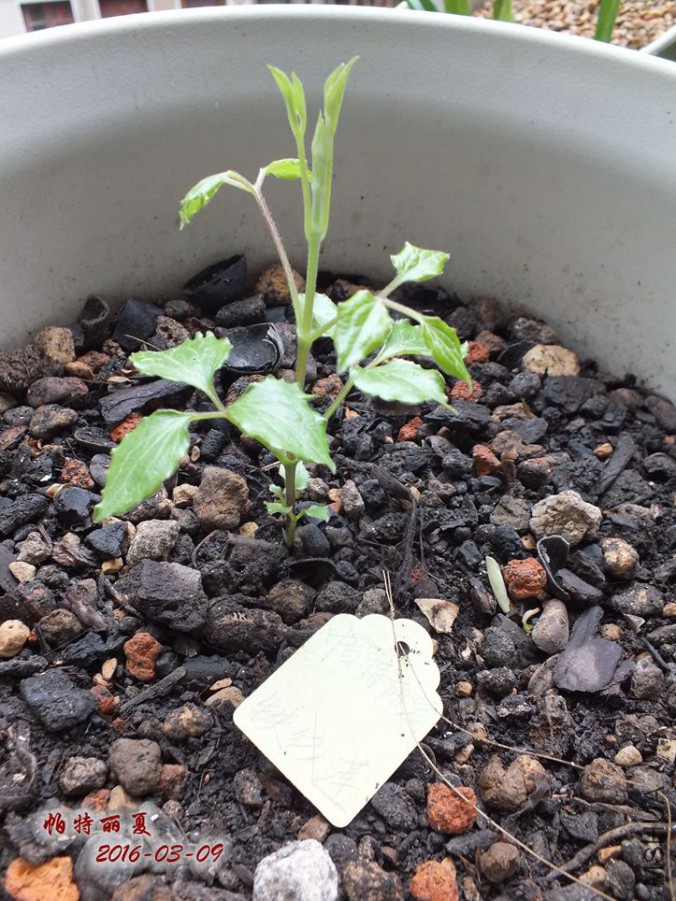 2016.3.9 009_����.jpg