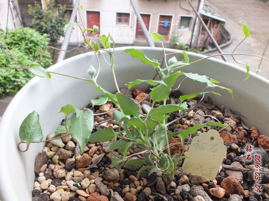 2016.3.9 010_����.jpg