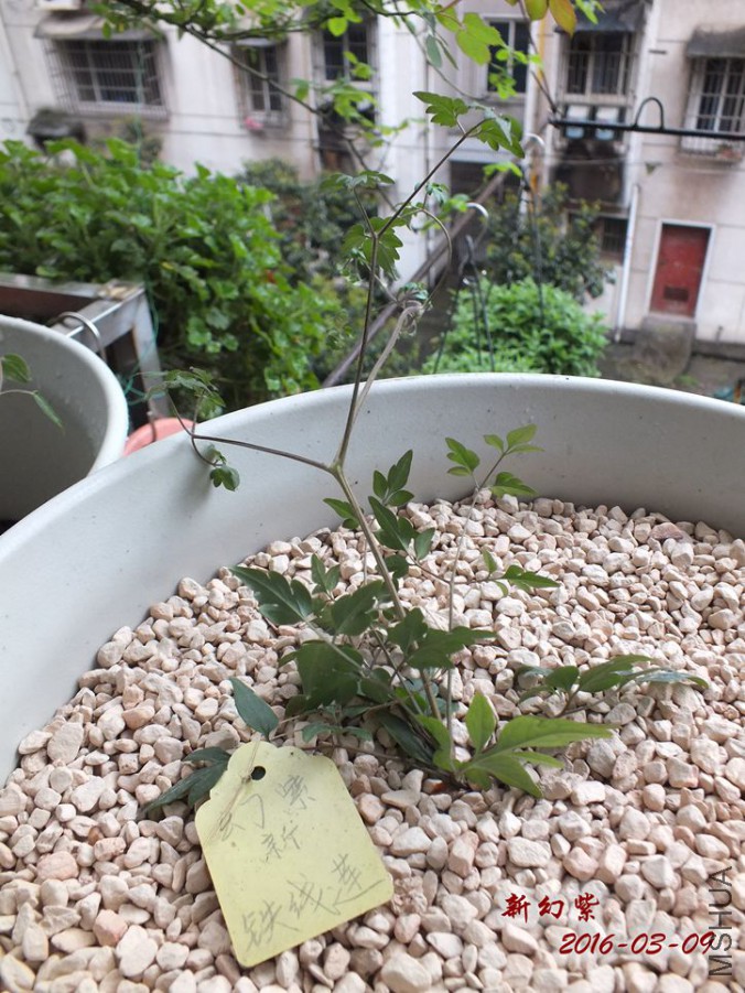 2016.3.9 011_����.jpg