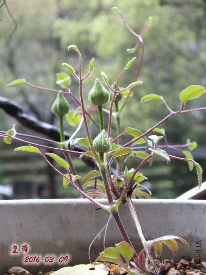 2016.3.9 020_����.jpg