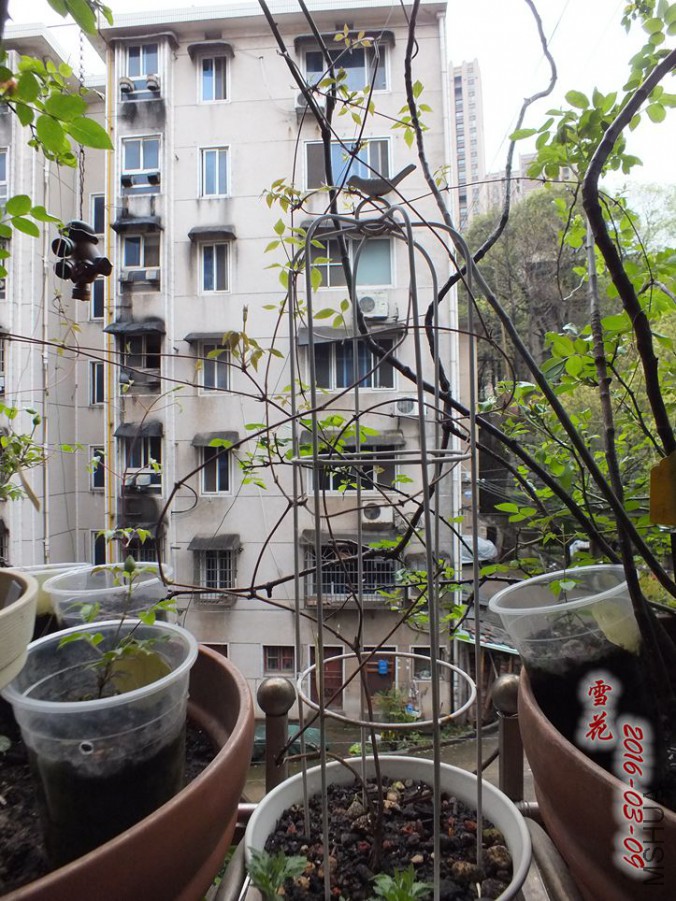 2016.3.9 022_����.jpg