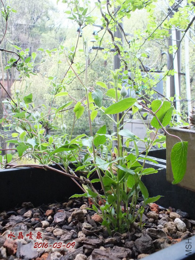 2016.3.9 024_����.jpg