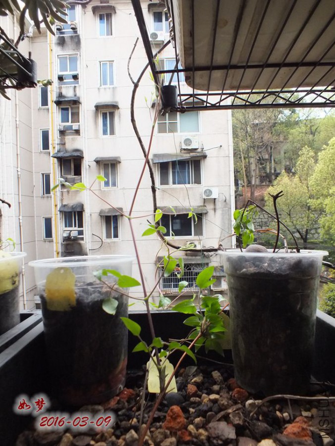 2016.3.9 017_����.jpg