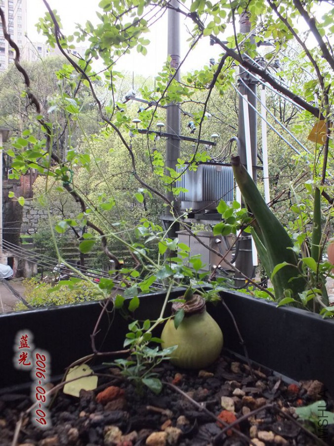 2016.3.9 026_����.jpg