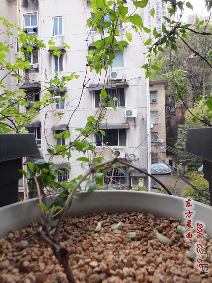 2016.3.9 028_����.jpg