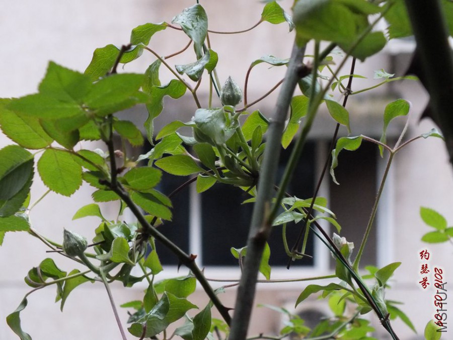 2016.3.9 032_����.jpg