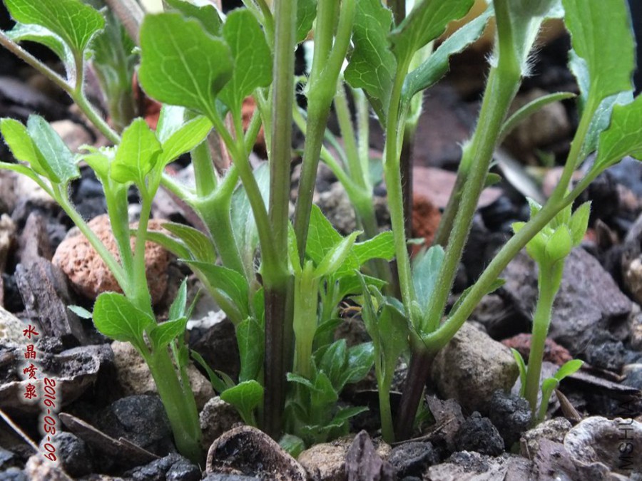 2016.3.9 035_����.jpg