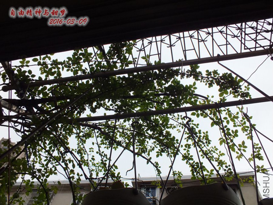 2016.3.9 012_����.jpg