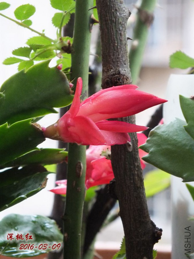 2016.3.9 013_����.jpg