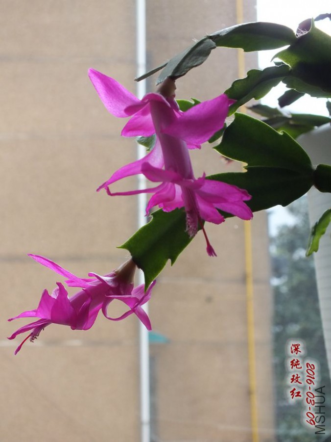 2016.3.9 001_����.jpg