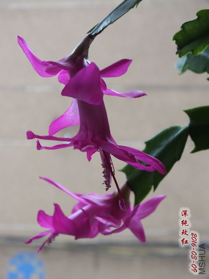 2016.3.9 003_����.jpg