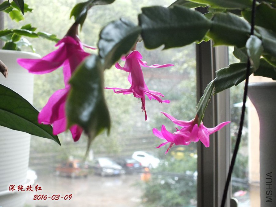 2016.3.9 004_����.jpg