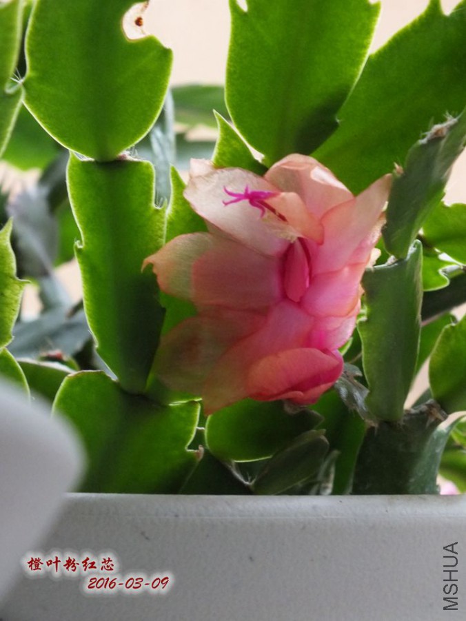 з �ƽ�2016.3.9 001_����.jpg