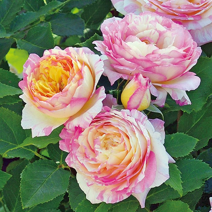夏加�