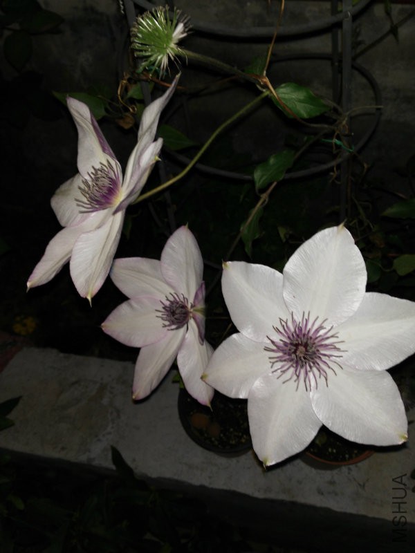 花相册IMG_20160308_202604.jpg