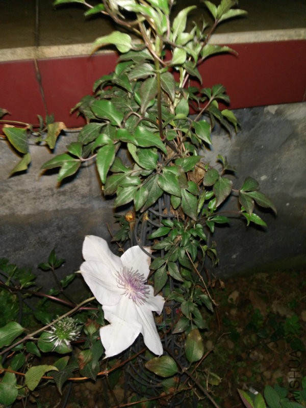 花相册IMG_20160308_202626.jpg
