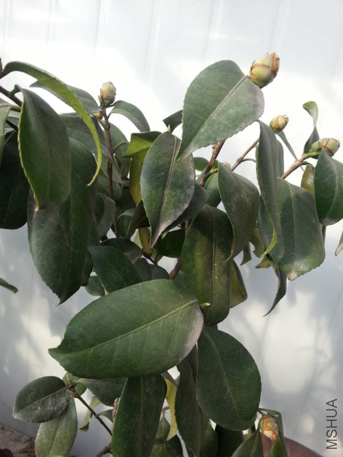 webwxgetmsgimg (1).jpg