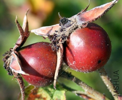 macrantha3.JPG