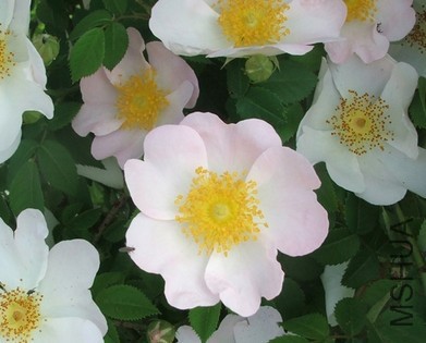 macrantha.JPG