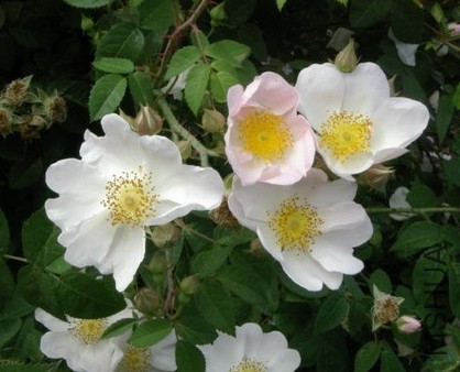 macrantha4.JPG