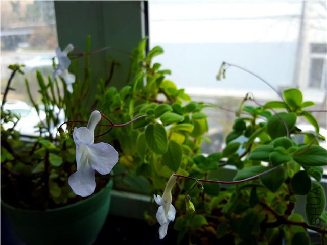 20160310_13.jpg