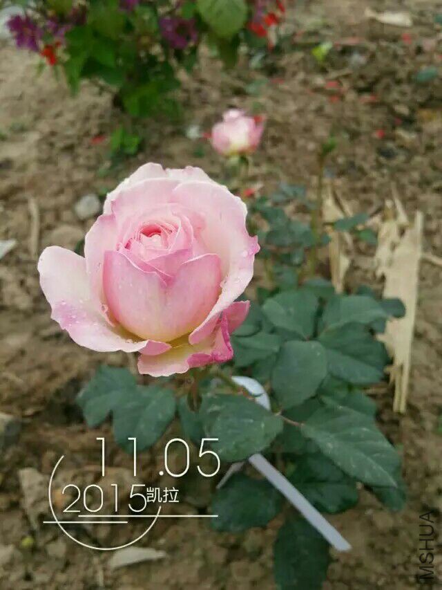 QQͼƬ20160310172000.jpg