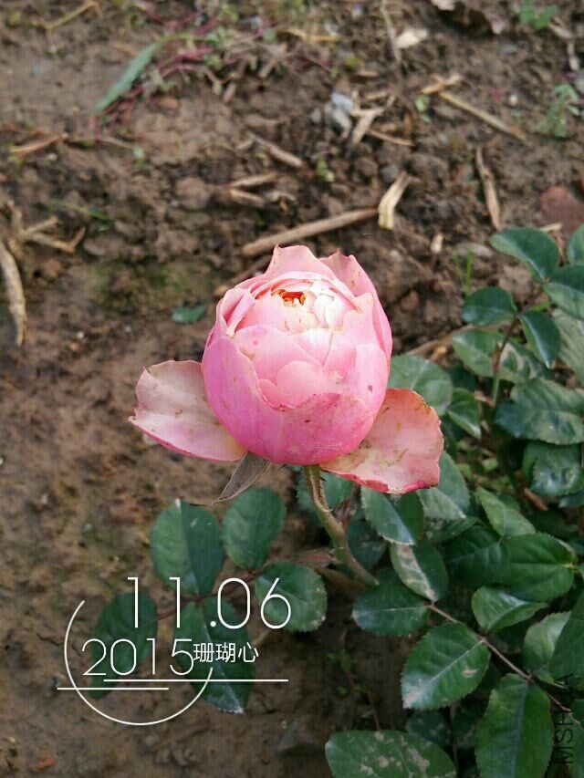 QQͼƬ20160310172014.jpg