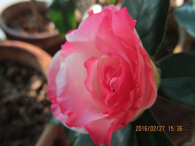 IMG_0681.JPG