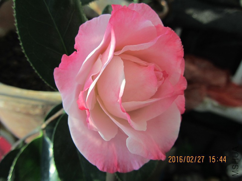 IMG_0694.JPG