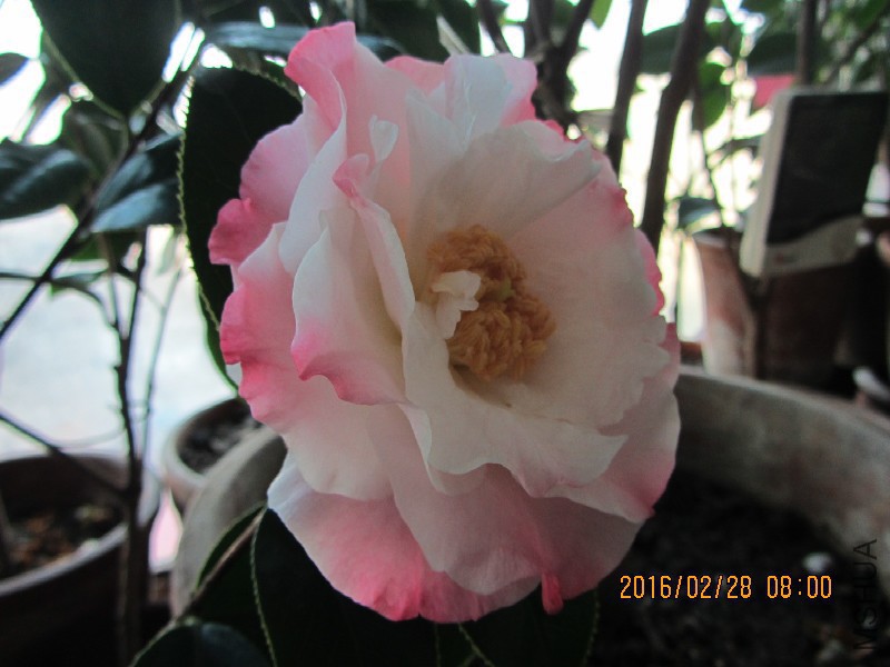 IMG_0742.JPG