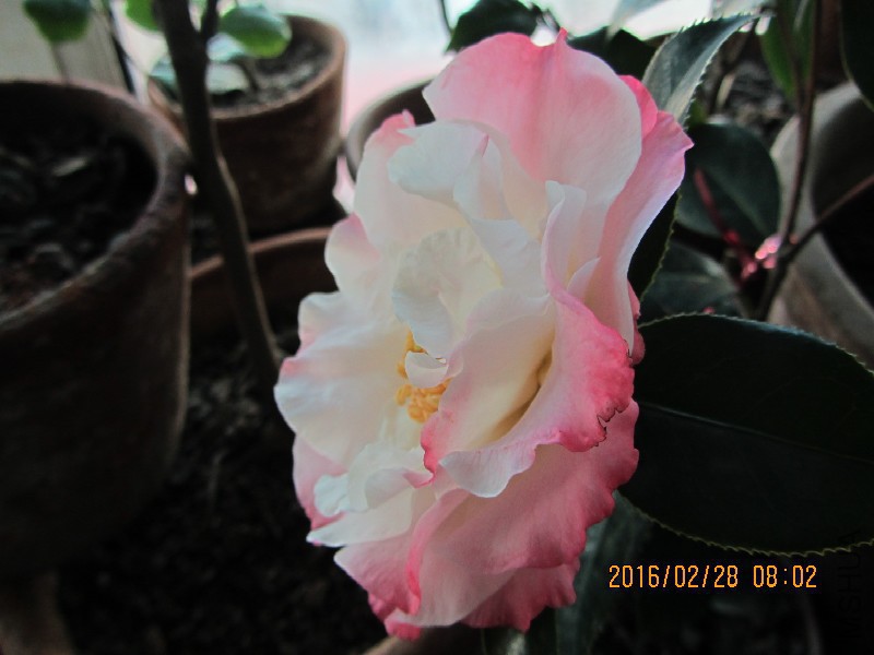 IMG_0743.JPG