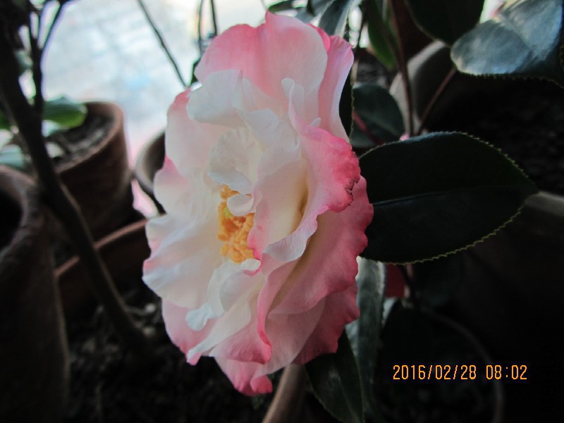 IMG_0744.JPG