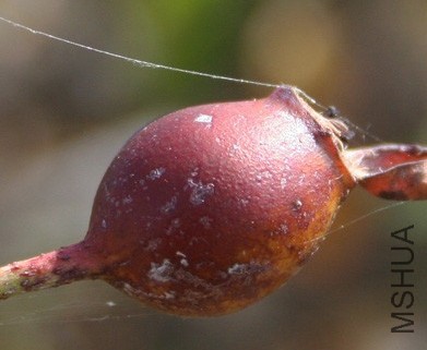 macrantha Daisy Hill2.JPG