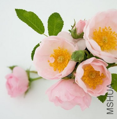 macrantha Daisy Hill.JPG