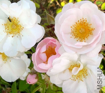 macrantha Daisy Hill3.JPG