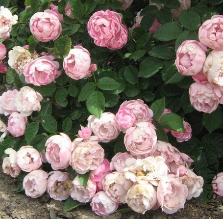 Macrantha Raubritter2.JPG