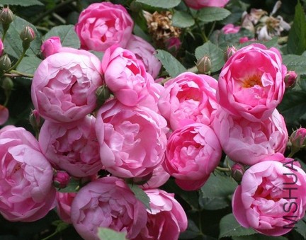 Macrantha Raubritter.JPG