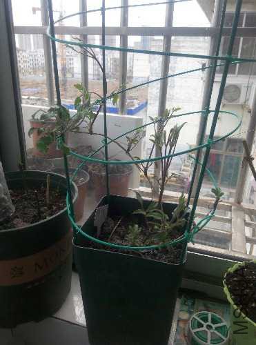 IMG20160309172310.jpg