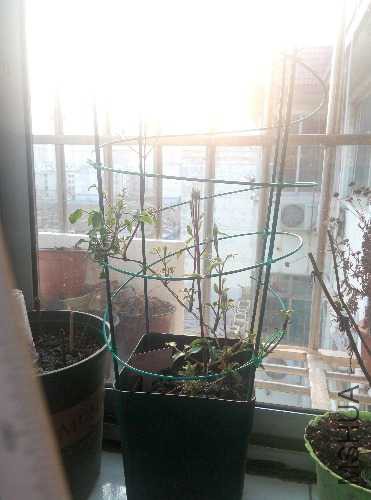 IMG20160310172027.jpg