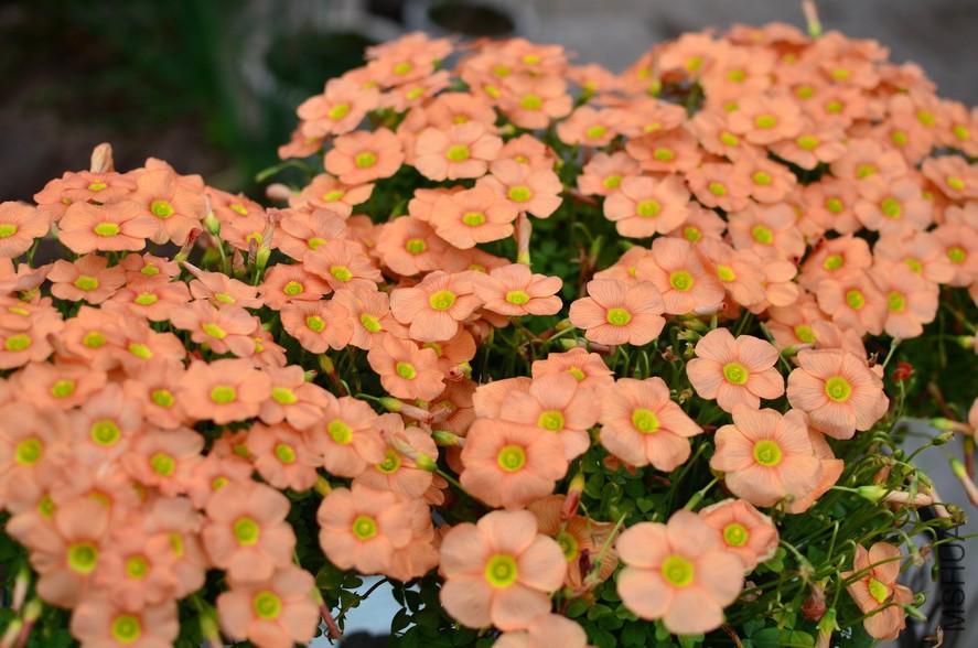 DSC_0641.JPG