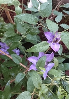 DSC_0038_����.jpg