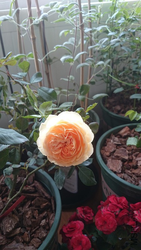 DSC_0205_����.jpg