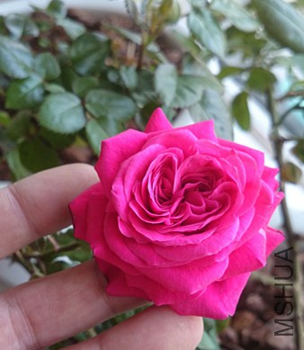 DSC_0213_����.jpg