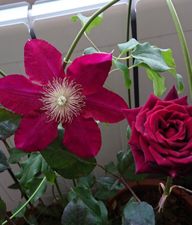 DSC_0226_����.jpg