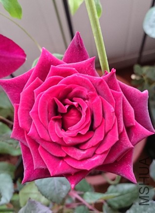 DSC_0225_����.jpg